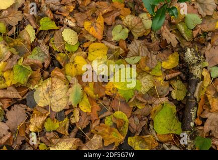 Feuilles mortes de chaux à petits feuilles, Aspen, Chêne, Beech, en automne à Castle Hill Woods, près de Cranborne; Dorset. Banque D'Images