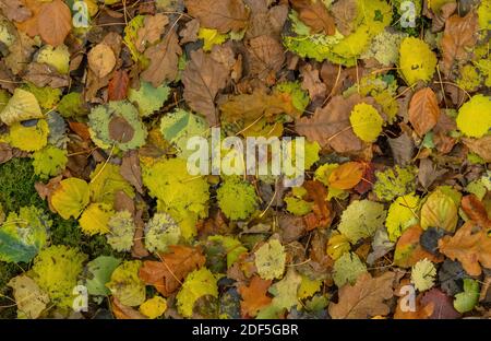 Feuilles mortes de chaux à petits feuilles, Aspen, Chêne, Beech, en automne à Castle Hill Woods, près de Cranborne; Dorset. Banque D'Images