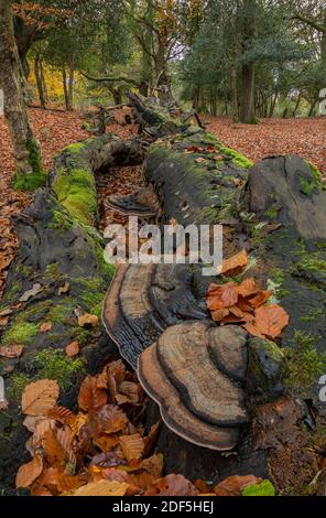 Southern Bracket, Ganoderma australe, champignon sur le hêtre tombé en automne, Nouvelle forêt. Banque D'Images