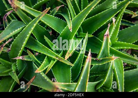 Gros plan agave cactus, arrière-plan abstrait et motif naturel et textures. Feuilles de plantes d'agave pointues et acérées regroupées. Banque D'Images