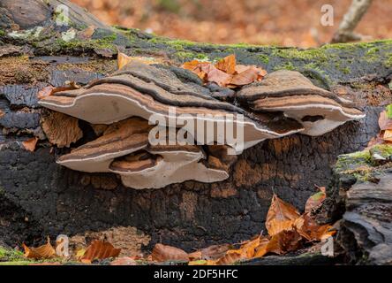 Southern Bracket, Ganoderma australe, champignon sur le hêtre tombé en automne, Nouvelle forêt. Banque D'Images