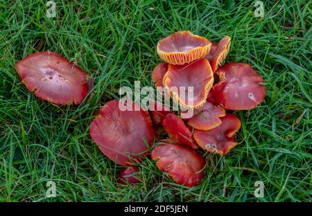 Groupe de cires de Scarlet, Hygrocybe coccinea, champignons poussant dans les prairies mown, cimetière de Wimborne, Dorset. Banque D'Images