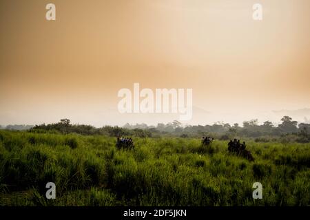 Kaziranga, Assam, Inde le 14 novembre 2014 - touristes appréciant le safari d'éléphant dans les forêts verdoyantes du parc national de Kaziranga, Assam, Nord-est, Ind Banque D'Images