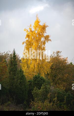Un bouleau argenté plein de feuilles jaunes comme il s'élève au-dessus des autres arbres verts Banque D'Images