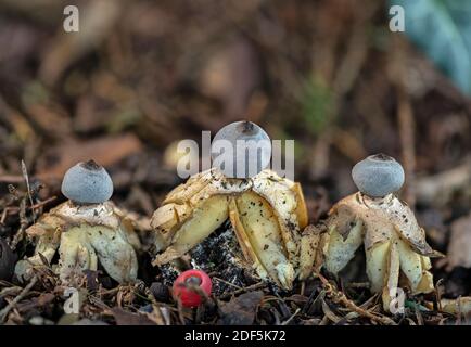 Un champignon Earthstar endémique, Geastrum britannicum, dans le cimetière sous les arbres Yew, Hampshire Banque D'Images