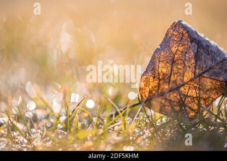 Feuille d'automne sur herbe verte, macro gros plan. Feuillage jaune d'automne pendant l'automne. Nature parc automnal prairie herbe, un gros plan du feuillage Banque D'Images
