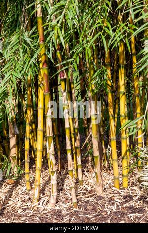 Chusquea aff. Culeou 'Culeu' plante de fleurs de bambou à feuilles persistantes communément connue sous le nom de bambou chilien ou de bambou de queue de bœuf, image de stock photo Banque D'Images