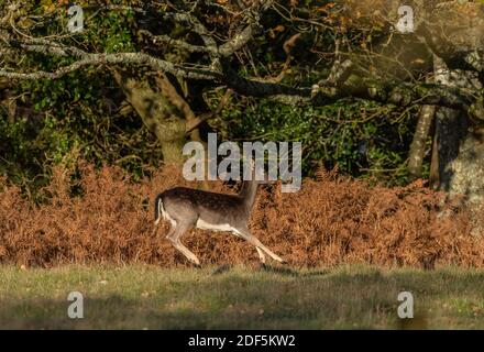 Jeune cerf de Virginie, Dama dama, en manteau d'hiver, New Forest. Banque D'Images