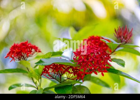 Toile de fond florale tropicale. Fleurs exotiques avec un fond de nature flou. Santan fleur dans l'île des Maldives. Fleurs tropicales de Santan rouge en gros plan Banque D'Images