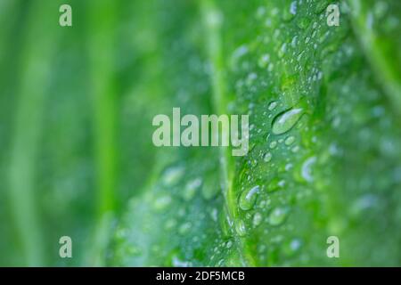 Belle feuille verte avec gouttes d'eau. Des gouttes de rosée le matin brillent au soleil. Belle texture de feuilles dans la nature. Arrière-plan naturel. Incroyable Banque D'Images