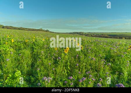 Prairie de fleurs pleine de Phacelia tanacetifolia et Sunflowers, île de Wight, Royaume-Uni. Octobre 2020 Banque D'Images