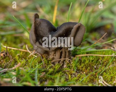 Elfin selle, Helvella lacunosa, croissance en sol sablonneux, Studland, Dorset. Banque D'Images