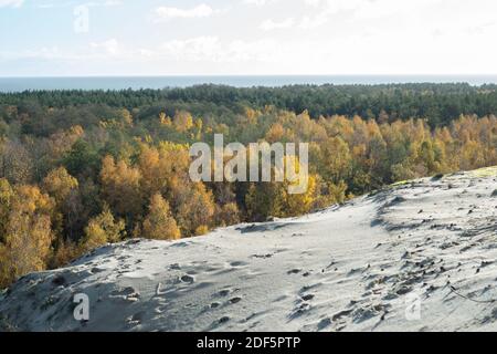 Ceinture forestière entre la baie et la dune sur le Spit de Couronian en automne Banque D'Images