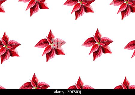 Motif de poinsettia sans couture sur fond blanc, aquarelle illustration de Noël. Banque D'Images