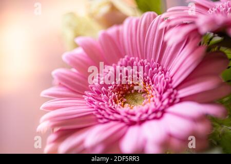 Pétales de fleurs abstraits. Gerbera Daisy Closeup, poutres ensoleillées, doux tons pastel. Romantique et amour fond floral Banque D'Images