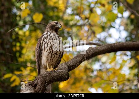 Le faucon de Cooper (Accipiter cooperii) perché sur une branche, regardant le spectateur, avec un feuillage d'automne jaune en arrière-plan Banque D'Images