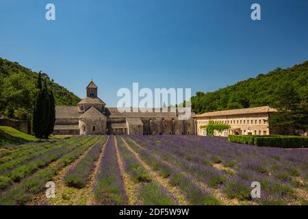 Abbaye de Sénanque et fleurs de lavande au coucher du soleil. Gordes, Luberon, Vaucluse, Provence, France, Europe. Voyage d'été paysage, historique Banque D'Images