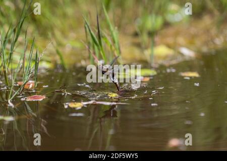 Chaser à corps large ; Libellula depressa ; ponte d'œufs femelle ; Royaume-Uni Banque D'Images