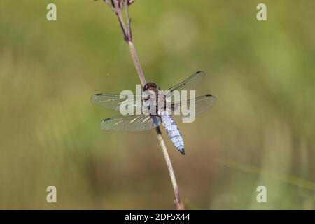 Chaser à corps large ; Libellula depressa ; Homme ; Royaume-Uni Banque D'Images