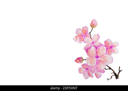 Fleurs de cerisier, fleurs de sakura isolées sur fond blanc. Fleurs roses. Banque D'Images