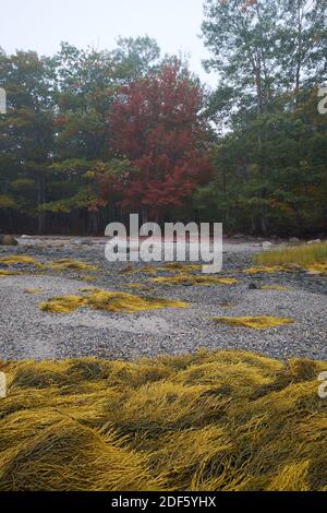 Biright automne couleurs de rouge, orange dans les arbres avec algue jaune à la plage rocheuse de la baie de Union River par un jour brumeux et brumeux. À Surry, Maine Banque D'Images