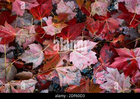 Un beau tapis, une couverture, une couverture parsemée de feuilles rouges tombées sur une plage de galets et de rochers. À Surry, Maine. Banque D'Images