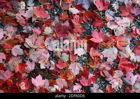 Un beau tapis, une couverture, une couverture parsemée de feuilles rouges tombées sur une plage de galets et de rochers. À Surry, Maine. Banque D'Images