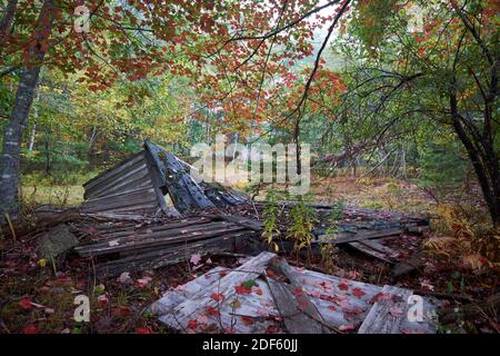 Un hangar en bois s'est effondré, tombé, petit, pourri dans un champ pendant un jour humide, automne, automne couleur. À Surry, Maine. Banque D'Images