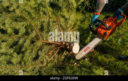 East Lothian, Écosse, Royaume-Uni, 3 décembre 2020. Arbres de Noël de Beanston : une entreprise familiale à la ferme de Beanston depuis 30 ans cultivent 6 variétés de sapins. Photo : un arbre de Noël est coupé à la taille pour s'adapter à une maison Banque D'Images