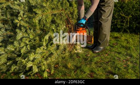 East Lothian, Écosse, Royaume-Uni, 3 décembre 2020. Arbres de Noël de Beanston : une entreprise familiale à la ferme de Beanston depuis 30 ans cultivent 6 variétés de sapins. Photo : un arbre de Noël est coupé à la taille pour s'adapter à une maison Banque D'Images