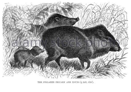 Peccary à collier et jeune, illustration vintage de 1894 Banque D'Images