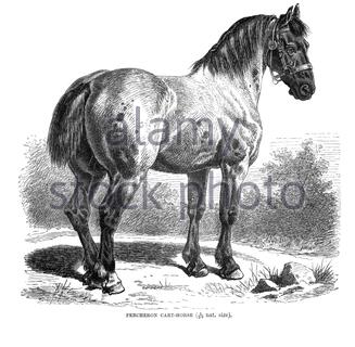 Percheron Cart Horse, illustration vintage de 1894 Banque D'Images