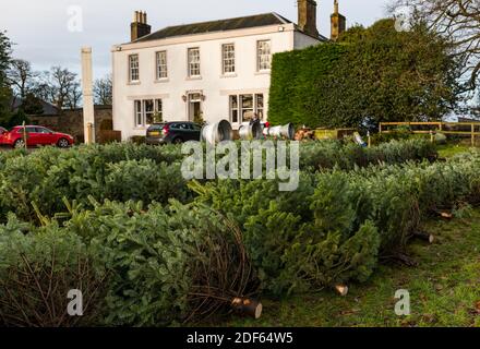 East Lothian, Écosse, Royaume-Uni, 3 décembre 2020. Arbres de Noël de Beanston : une entreprise familiale à la ferme de Beanston depuis 30 ans cultivent 6 variétés de sapins Banque D'Images