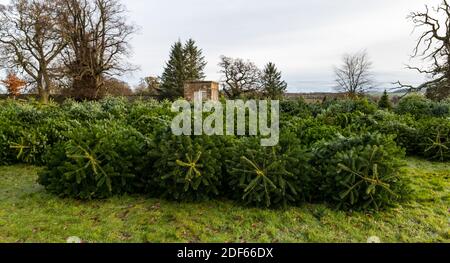 East Lothian, Écosse, Royaume-Uni, 3 décembre 2020. Arbres de Noël de Beanston : une entreprise familiale à la ferme de Beanston depuis 30 ans cultivent 6 variétés de sapins Banque D'Images