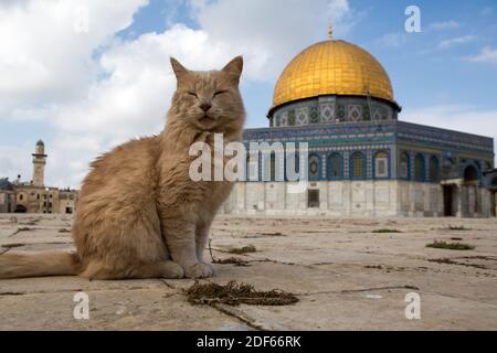 Temple montagne à Jérusalem - Dôme de la roche avec un chat Banque D'Images