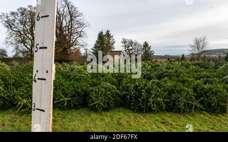 East Lothian, Écosse, Royaume-Uni, 3 décembre 2020. Arbres de Noël de Beanston : une entreprise familiale à la ferme de Beanston au cours des 30 dernières années cultivent 6 variétés de sapins avec une mesure de hauteur Banque D'Images