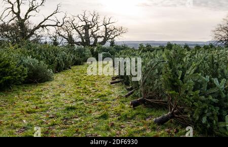 East Lothian, Écosse, Royaume-Uni, 3 décembre 2020. Arbres de Noël de Beanston : une entreprise familiale à la ferme de Beanston depuis 30 ans cultivent 6 variétés de sapins Banque D'Images