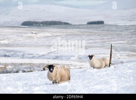 West Lothian, Écosse. 3 décembre 2020. Météo au Royaume-Uni : les moutons de Blackface fourchent de l'herbe dans la neige près du parc régional des collines de Pentland, Lothian Ouest, Écosse, Royaume-Uni. 3 décembre 2020. Crédit : Ian Rutherford/Alay Live News. Banque D'Images