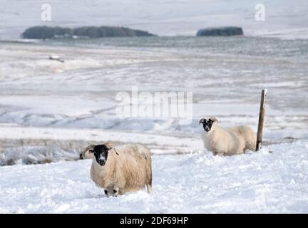 West Lothian, Écosse. 3 décembre 2020. Météo au Royaume-Uni : les moutons de Blackface fourchent de l'herbe dans la neige près du parc régional des collines de Pentland, Lothian Ouest, Écosse, Royaume-Uni. 3 décembre 2020. Crédit : Ian Rutherford/Alay Live News. Banque D'Images
