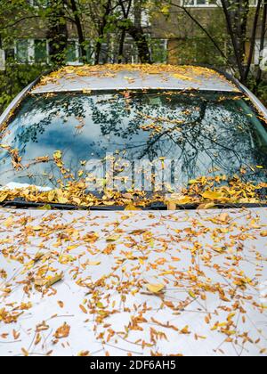 Feuilles jaunes d'automne sur le pare-brise et le capot d'un voiture Banque D'Images