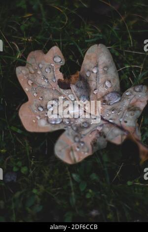 Feuille de chêne avec gouttes d'eau, automne Banque D'Images