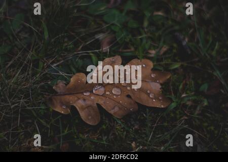 Feuille de chêne avec gouttes d'eau, automne Banque D'Images