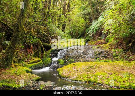 Une petite crique se déverse sur des rochers mousseux dans la végétation luxuriante Forêt tropicale de Nouvelle-Zélande Banque D'Images