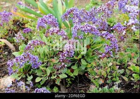 Siempreviva de Lanzarote (puberulum de Limonium) est un arbuste endémique à  Lanzarote et Fuerteventura, aux îles Canaries, en Espagne Photo Stock -  Alamy