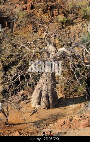 Baobab (Adansonia digitata). Cette photo a été prise au nord de la Namibie sur les rives de la rivière Kunene, sur les chutes d'Epupa.