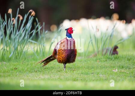 Vue de face d'un gibier à plumes sauvage britannique (Phasianus colchicus) debout isolé à l'extérieur sur de l'herbe. Banque D'Images
