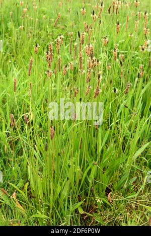 Plantain à feuilles étroites ou plantain à moût de côtes (Plantago lanceolata) Est une plante vivace médicinale indigène à l'Eurasie et introduit En Amérique et