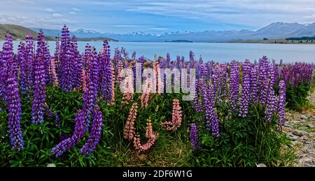 Lupins sauvages en fleur South Island Nouvelle-Zélande Banque D'Images