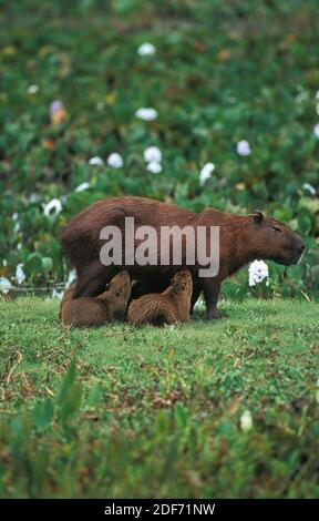 Hydrochoerus hydrochaeris, Capybara, Femme avec Cub suckling, Pantanal au Brésil Banque D'Images