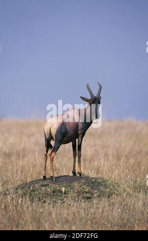 Topi, damaliscus korrigum, Adulte perché sur la colline de termites, regardant autour, parc de Masai Mara au Kenya Banque D'Images